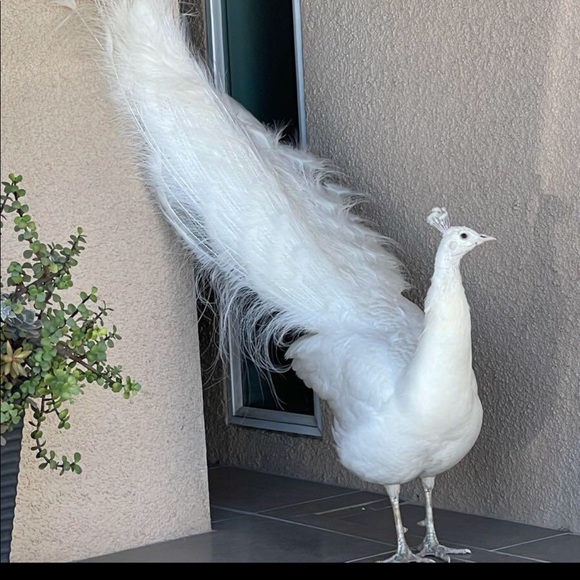 Meet your Posher, Alma - Picture 2 of 2